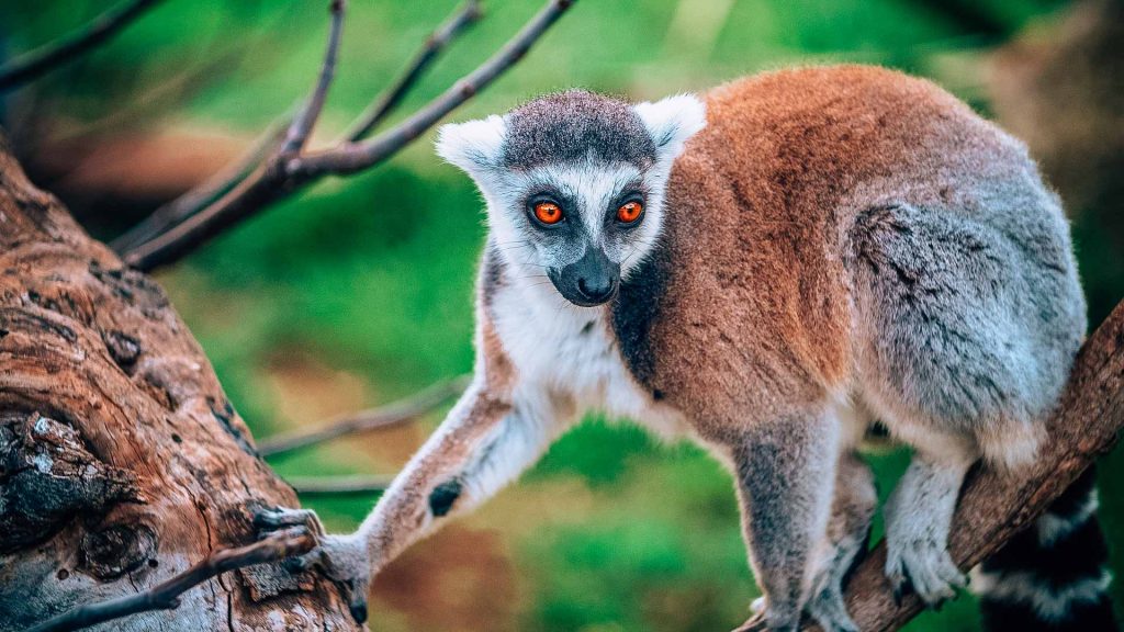 Guida viaggio in Madagascar