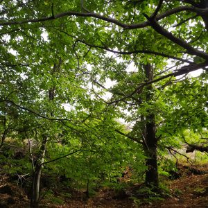TREKKING BOSCO DI MALABOTTA I Patriarchi del Bosco tra Nebrodi, Etna e Isole Eolie