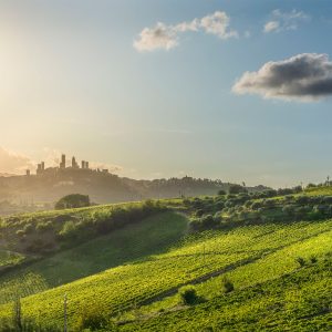 Pranzo Romantico tra i Vigneti in Toscana – Wine Lunch Experience a San Gimignano