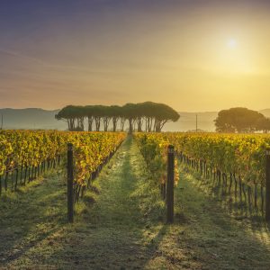Alternative view of Degustazione Vini Bianchi a San Gimignano – Wine Experience in Toscana